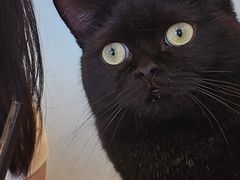 -有喵·猫咖·狗咖·30几只猫10只小狗(岗厦店)