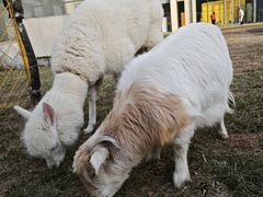 -廊坊固安福朋喜来登酒店