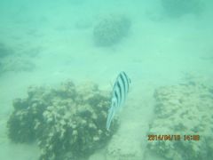 android_upload_pic-东姑阿都拉曼海洋公园