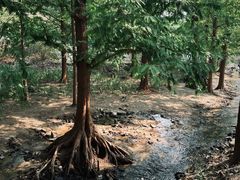 -白水寺森林公园
