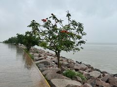 -深圳湾公园(南山区)