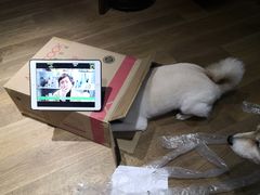 -Goku PET SHOP宠物视觉生活馆(双井店)