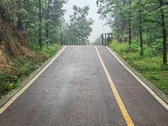 -铁山坪森林公园