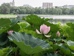 -莲花池公园