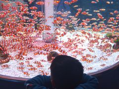 -海合安成都极地海洋公园
