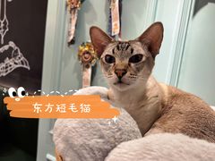 -安格丽娜·狗咖·猫咖羊驼咖(春熙路百盛商场店)