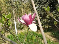 -大兴滨河森林公园