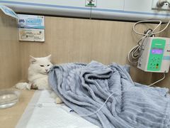 -北京观赏动物医院·24小时大型综合·猫专科·异宠专科