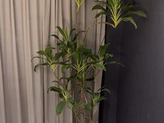 -金狮麟·新豫菜(杏石口路店)
