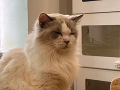 -楼上猫咖(罗湖店)