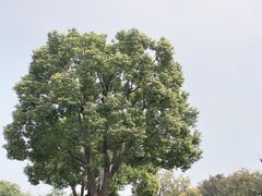 -鹅湖玫瑰文化园