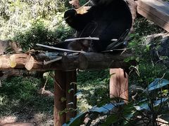 -广州长隆野生动物世界