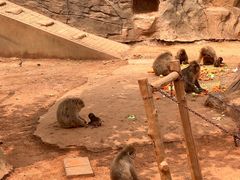 -辛玛王国游乐园