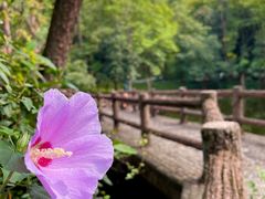 -大奇山国家森林公园