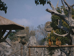 -上海野生动物园