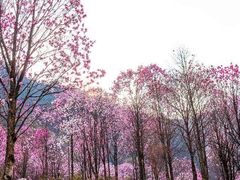 -九皇山景区