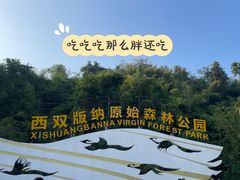 -西双版纳原始森林公园