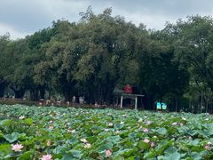 -荔湾湖公园