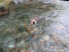-西岭雪山大飞水景区