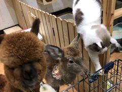 -猫色咖啡·猫咖