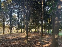 -昆山城市生态森林公园