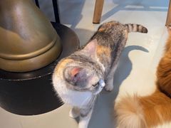 -豆逗聊愈猫阁Easy Life