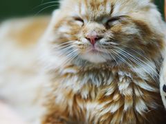 -猫亿天猫咖