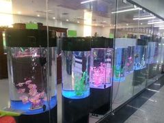 -中环花鸟鱼虫市场