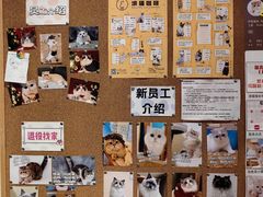 -滚猫咖啡·猫咖·猫友好撸猫(未来城店)