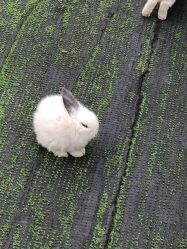 -萌宠亲子动物乐园(槐房万达店)