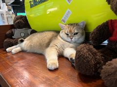 -咖法森林·咖啡  酒吧(天河店)