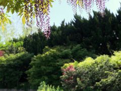 -嘉定紫藤园