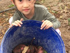 -南汇老顾农家乐采摘大团水蜜桃采摘店