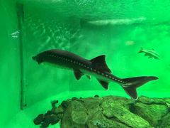 -太平洋海底世界