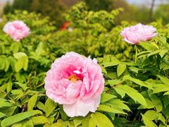 -陕西省西安植物园