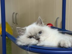 -momokira米努特·德文卷毛猫·棉花面纱犬