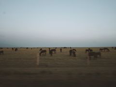 -山丹皇家马场