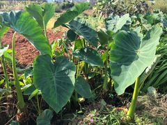 -思远客家菜馆(巴伐利亚店)