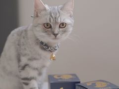 -爸爸糖手工吐司(苏州环球188店)