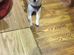 -柴务处·柴犬主题狗咖