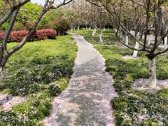 -高东镇樱花园