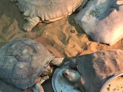 -上海大自然野生昆虫馆(东方明珠·爬宠昆虫探索中心)