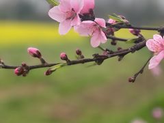 -阳澄湖费尔蒙酒店
