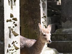 -奈良公园
