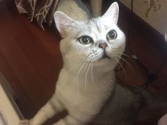 -派联宠物医院·24h·CT·异宠