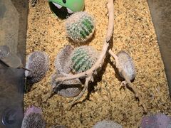 -绿色星球动物主题公园
