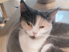 -楼上猫咖(罗湖店)