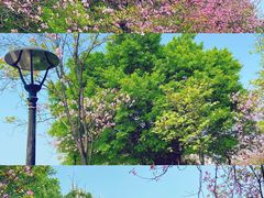 -广东花都湖国家湿地公园