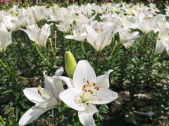 -长春公园(普阳街道)