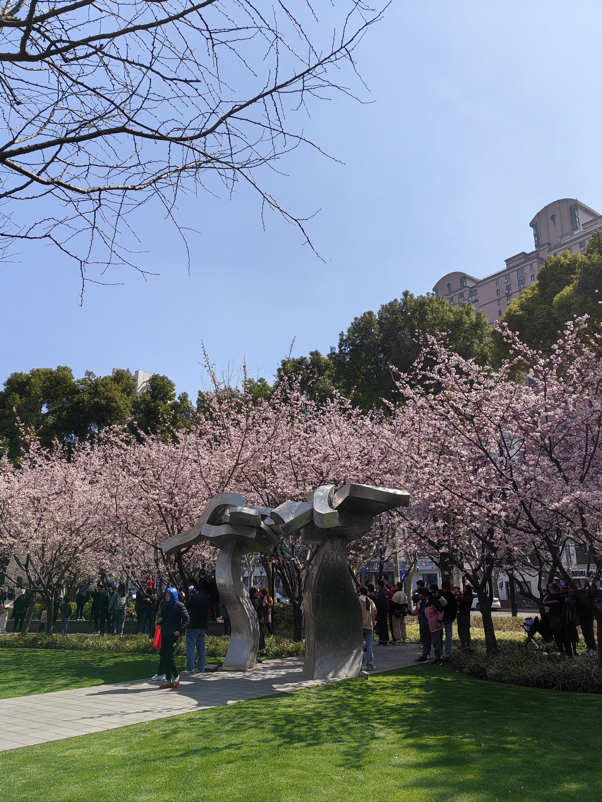 静安雕塑公园的樱花全部绽放了